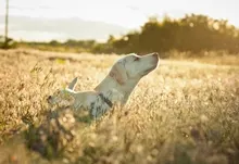animals dogs fields sunlight spikelets 1920x1200 wallpaper Art HD Wallpaper